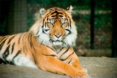 Bangkok (Laem Chabang) Tiger Zoo cruise excursion